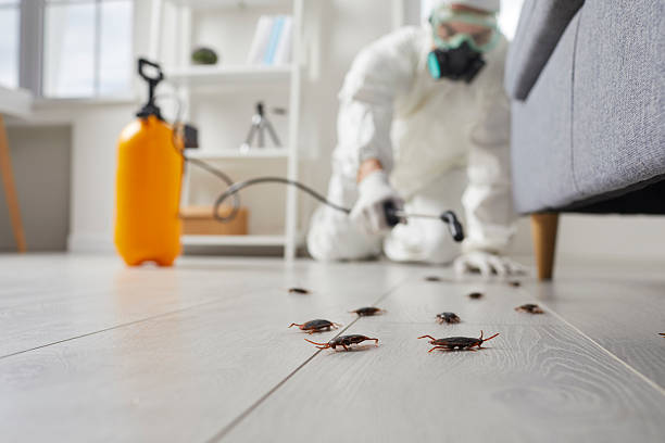 Commercial Kitchen Cockroach Control in Salamatof